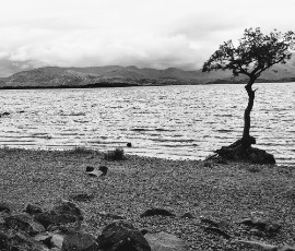 Tree on edge of loch